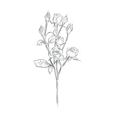 Hand drawn delicate rose bush with buds and flowers.