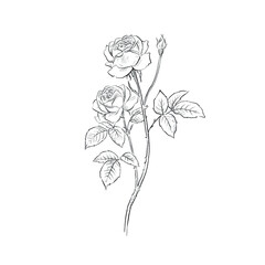 A delicate hand drawn single rose stem in greyscale with two rose heads.