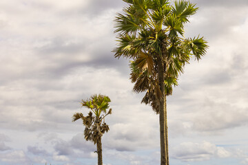 Obraz premium The palm trees stand tall on the dry land of Sumba 