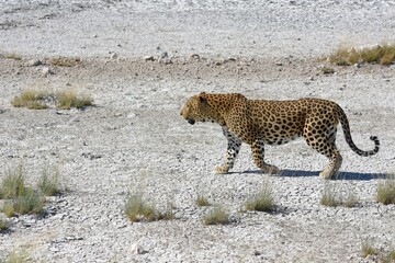 Leopard (panthera pardus) im Etoscha Nationalpark in Namibia