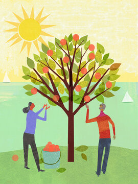 Older couple picking fruit from tree on the coast