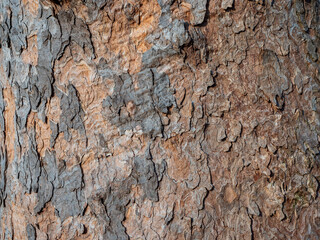 Close-up of plane tree bark with peeling layers and natural color variations. Abstract organic texture, weathered surface, natural pattern background for design and creative use.