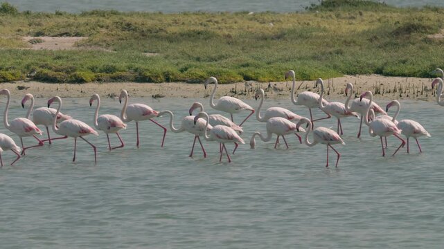 Flamingos in a conservation park