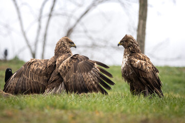 Two common buzzards staring at each other 