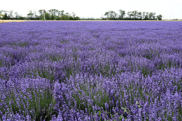 Obraz premium Vast purple lavender field stretching towards distant tree line