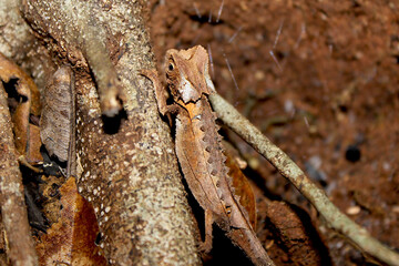  Antakarana leaf chameleon, Brookesia antakarana, Ankarana, Madagascar
