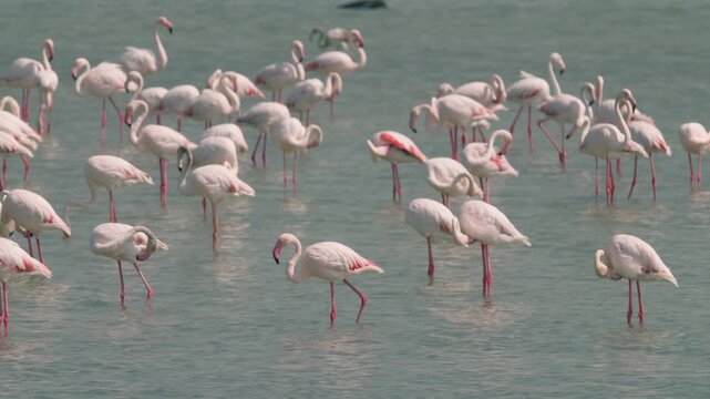 Flamingos in a conservation park