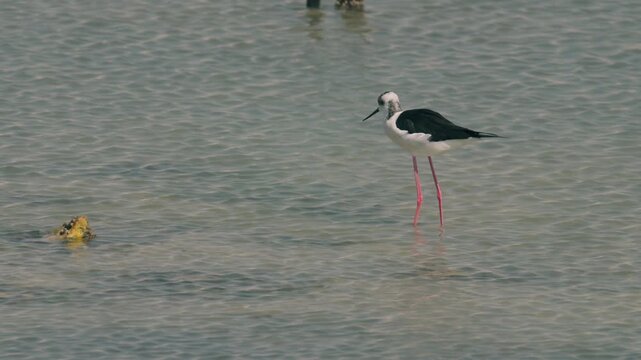 Black-winged Stilts in a conservation park