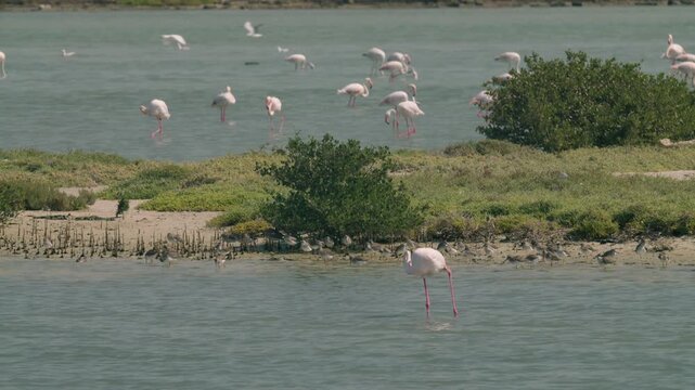Flamingos in a conservation park