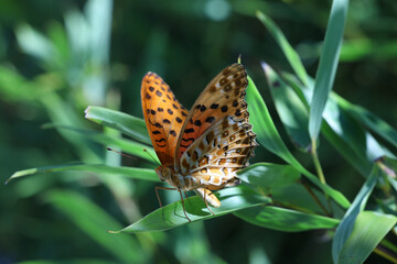 Spotted Butterfly Resting on Green Leaves © ChuThi