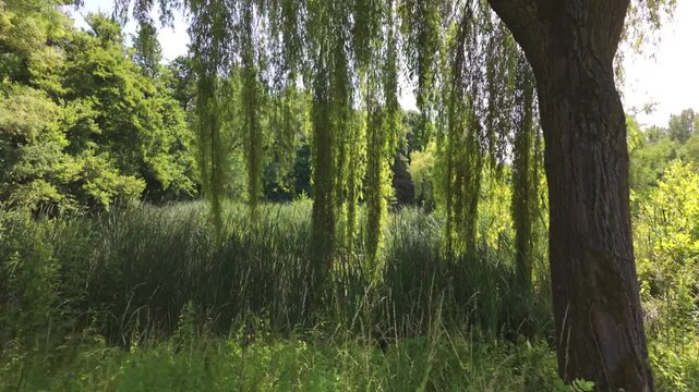 Serene landscape with willow tree and lush greenery