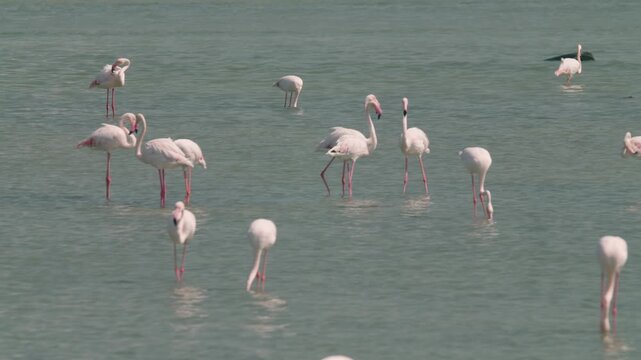 Flamingos in a conservation park