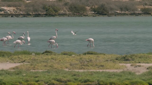 Flamingos in a conservation park