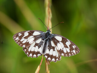 Marbled White Butterfly Resting. Wings Open.
