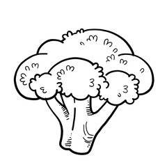 Firm broccoli floret linear drawing on white background