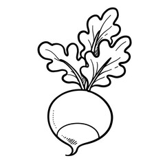 Fresh pink radish linear drawing on white background