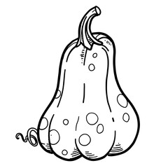 Tall elongated pumpkin linear drawing on white background