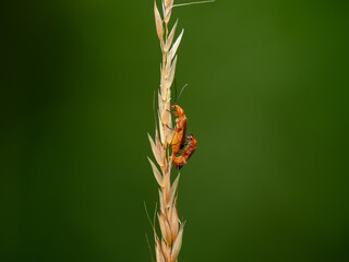 Red Soldier Beetles Mating on Grass