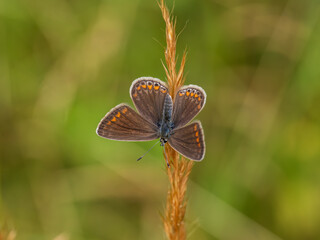 Female Common Blue Butterfly on a Grass