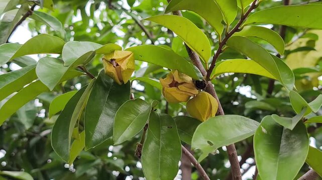 Annona montana flower bud growing naturally on tropical soursop tree