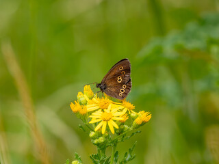 Ringlet Butterfly Feeding on Ragwort