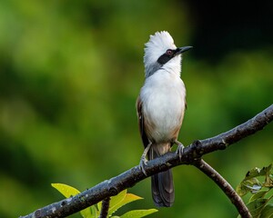 Fototapeta premium white-crested laughingthrush (Garrulax leucolophus) perched gracefully on a slender tree branch against a soft, green, out-of-focus forest background. The bird displays its distinctive white crest