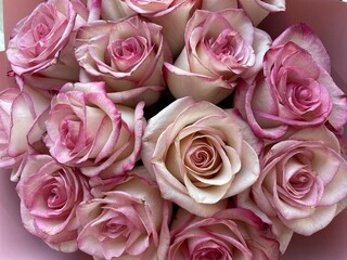 A top view of a dense bouquet of delicate two-tone roses with large white and cream buds with a bright pink border on the petals