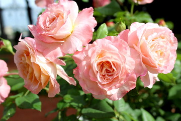 Pink rose blooms in the garden in summer.