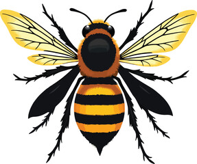 Vector art of a realistic depiction of a bee with intricate wings spread wide, isolated on white background