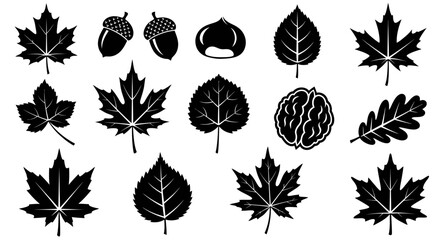 Black Leaves and Acorns on White Background