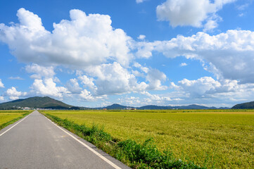 Korean traditional rice farming. Autumn rice field landscape. Korean rice paddies.Rice field and the sky in Ganghwa-do, Incheon, South Korea.