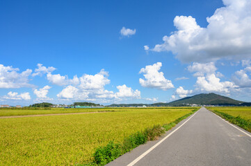Korean traditional rice farming. Autumn rice field landscape. Korean rice paddies.Rice field and the sky in Ganghwa-do, Incheon, South Korea.