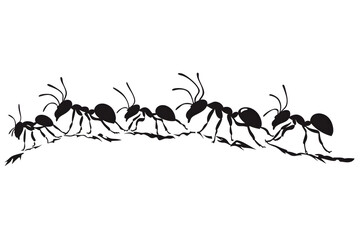 Fototapeta premium Ant Marching in Line: A black-and-white silhouette showcases a line of ants, each moving in a synchronized fashion, following a specific path. Demonstrating unity and cooperation, this image
