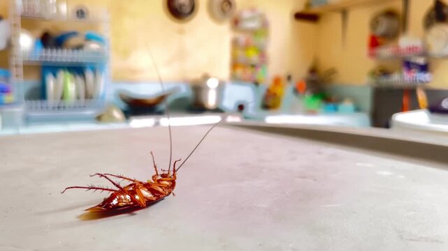 Unsanitary Cooking Area: Insect Pest on Countertop
