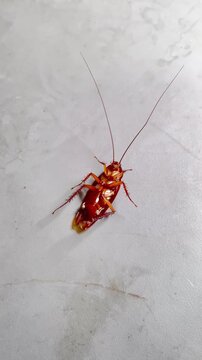 Unsanitary Cooking Area: Insect Pest on Countertop