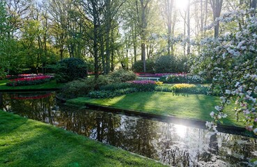 On a spring morning, colorful tulip flowers bloom on the riverside meadows in the green lush forest of Keukenhof, which, aka the Garden of Europe, is a famous tourist attraction in Lisse, Netherlands