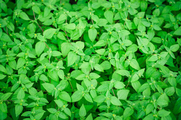Cinderella weed (Synedrella nodiflora) or called jotang kuda or legetang &nbsp;Plant with Yellow Flower growing in the garden. green leaves background.