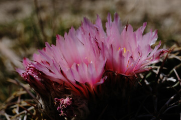 Horse crippler cactus during spring season showing pink flower blooms in macro closeup, Texas nature.