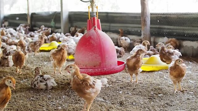 A lot of brown chicken in chicken farm
