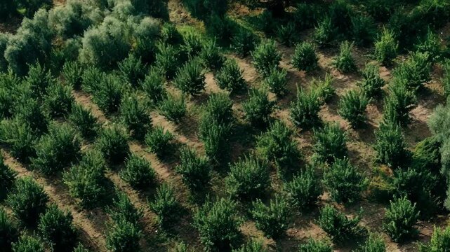 Medium shot of orchard arranged in uniform rows focusing on linear alignment of trees for simplified maintenance and harvesting.