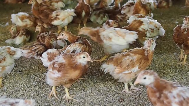 A lot of brown chicken in chicken farm