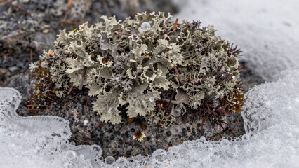 Lichen growing on a rock in a snowy environment during winter