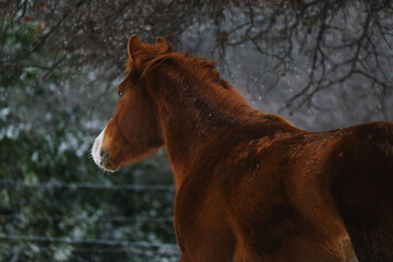  Sorrel horse looking away over cold winter landscape blurred background on equine farm.