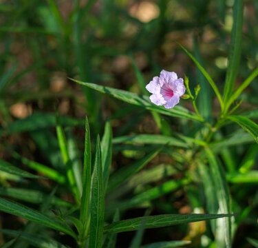 Close-up of a Ruellia flower, also known as Mexican petunia or wild petunia, shallow DOF