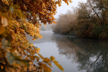 Autumn in the woods.