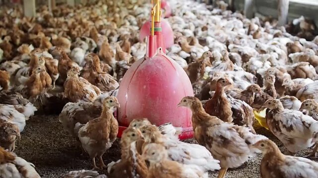 A lot of brown chicken in chicken farm