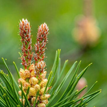 Close-up view of pine tree buds with sharp needles and bokeh backdrop