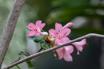 ロドデンドロン　サンセット