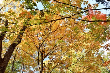 A view under the colorful autumn trees.