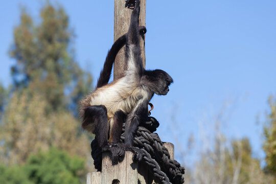 A huge alpha male baboon monkey rests by the river bank